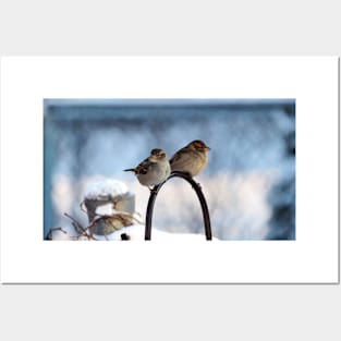 Two Female House Sparrows Posters and Art